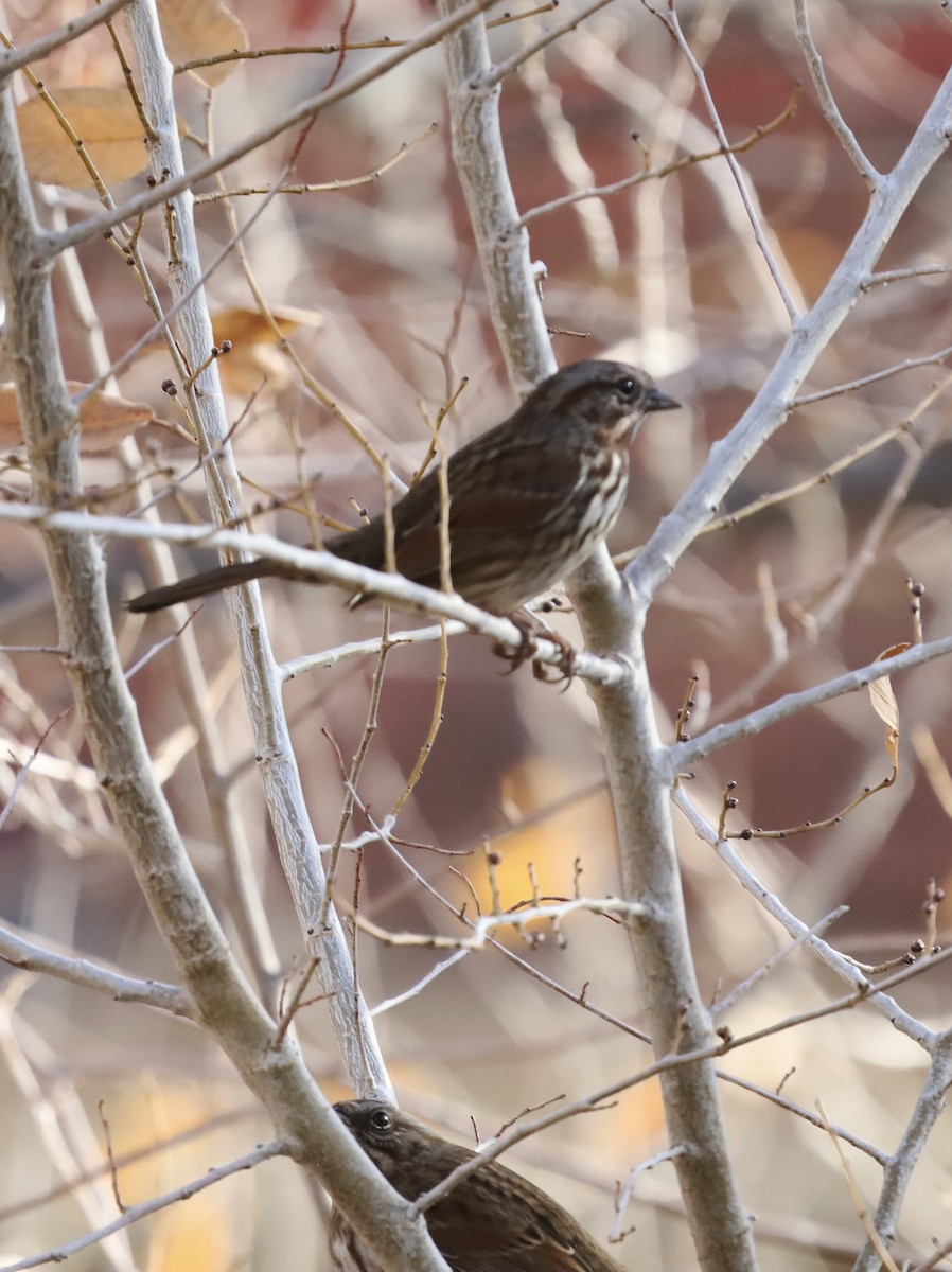 Song Sparrow - ML645816972