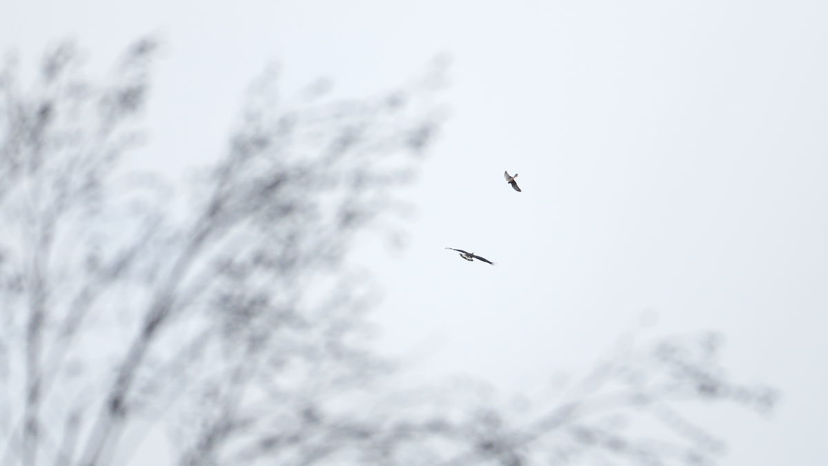 orel skalní - ML645816973