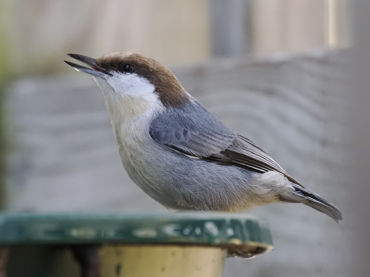 Sittelle à tête brune - ML645816976