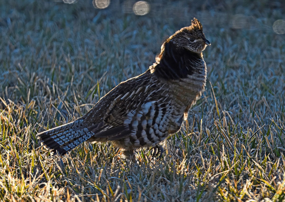 jeřábek kanadský - ML645816982