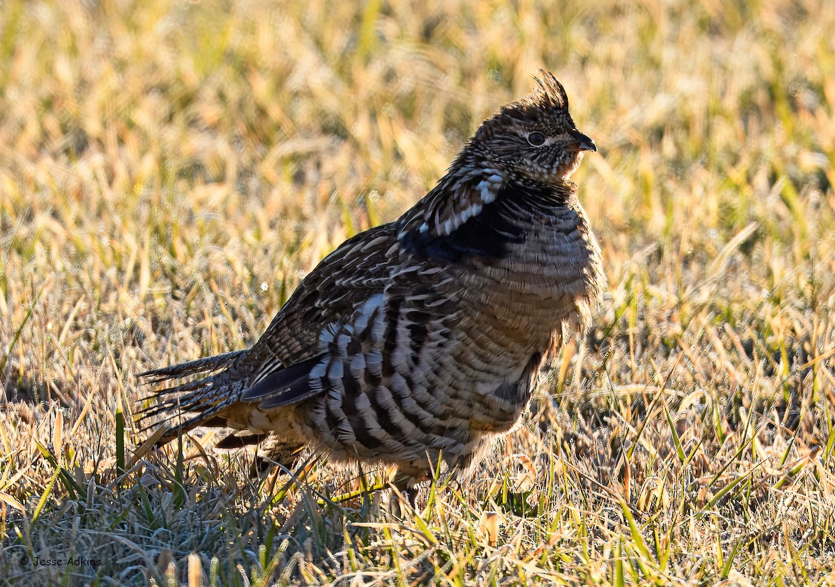 jeřábek kanadský - ML645816983