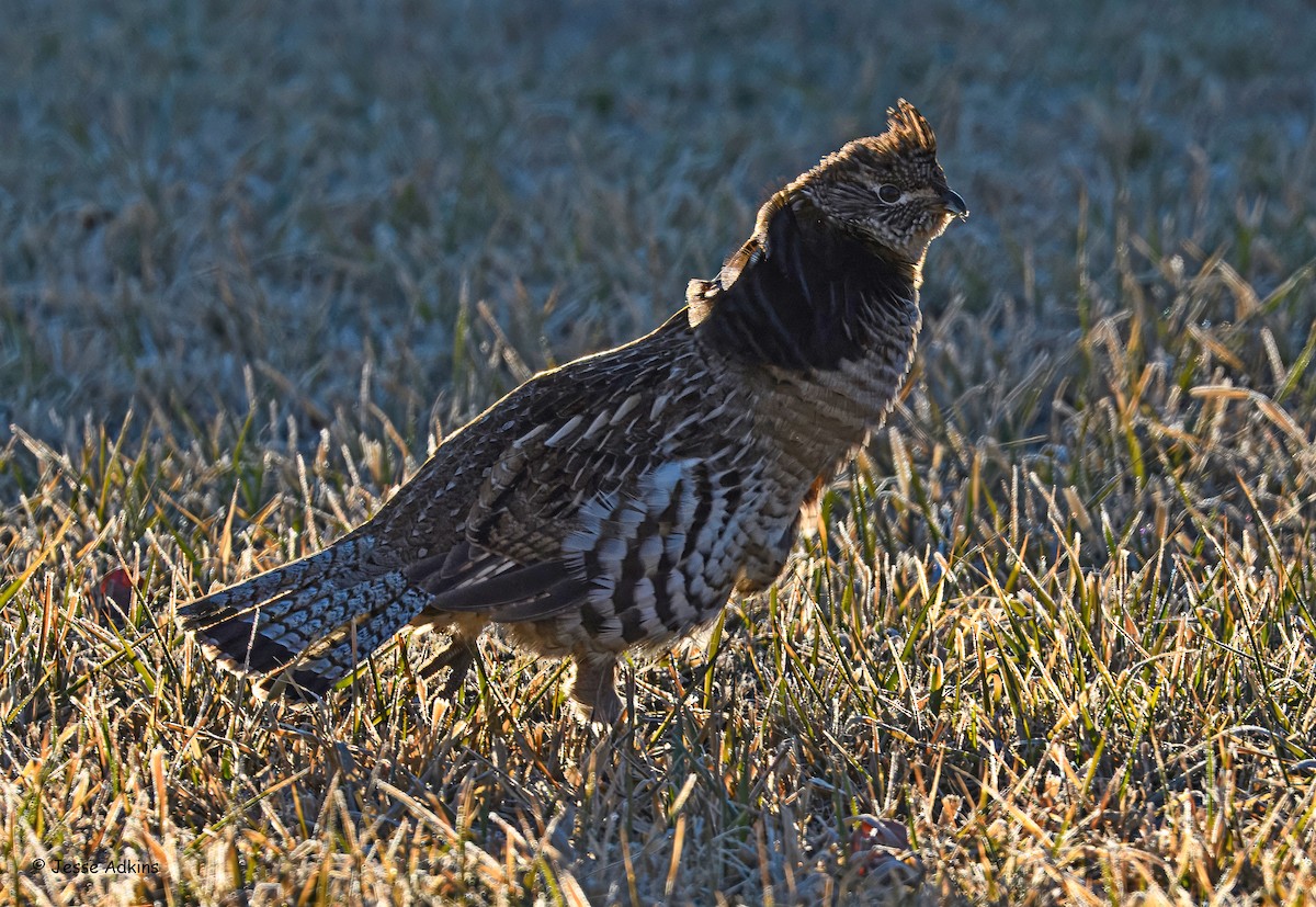 jeřábek kanadský - ML645816984