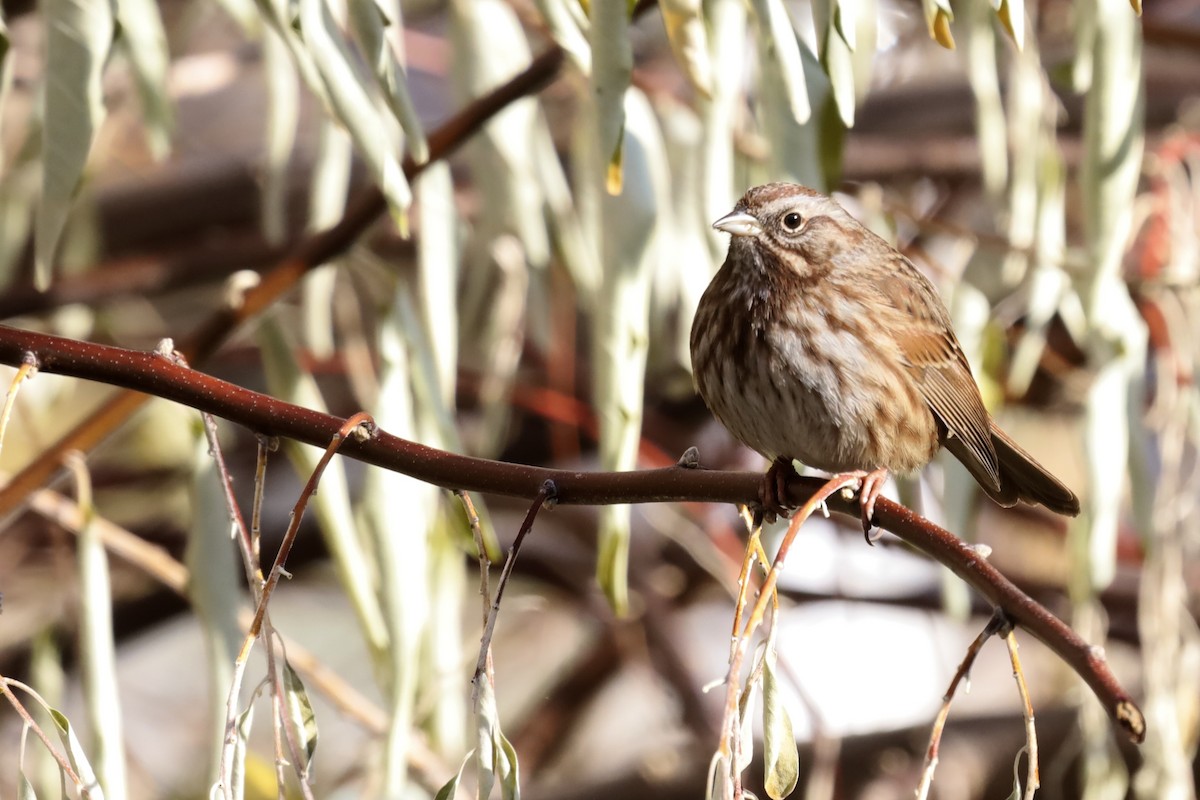 Song Sparrow - ML645816985