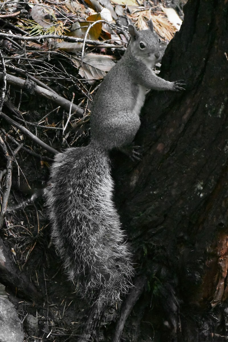 Western Gray Squirrel - ML645816989