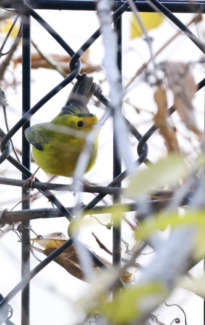 Wilson's Warbler - ML645816991