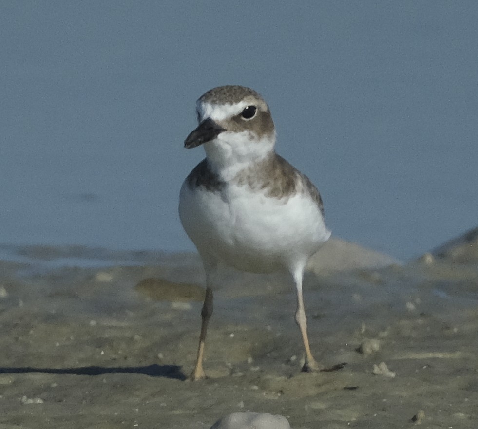 Wilson's Plover - ML645816996