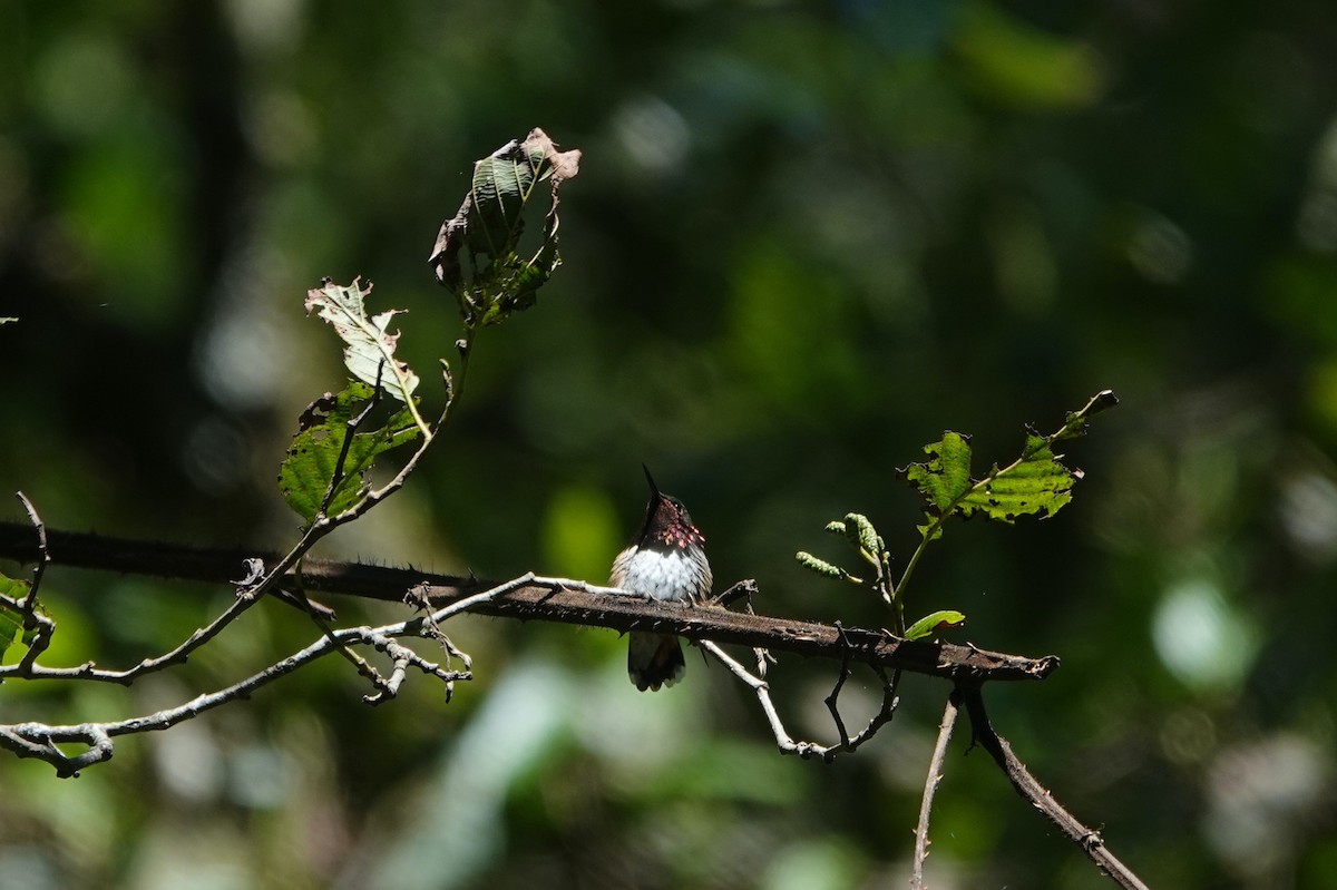 Bumblebee Hummingbird - ML645816997