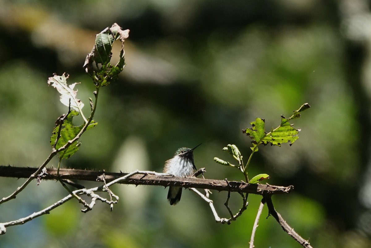 Bumblebee Hummingbird - ML645816998