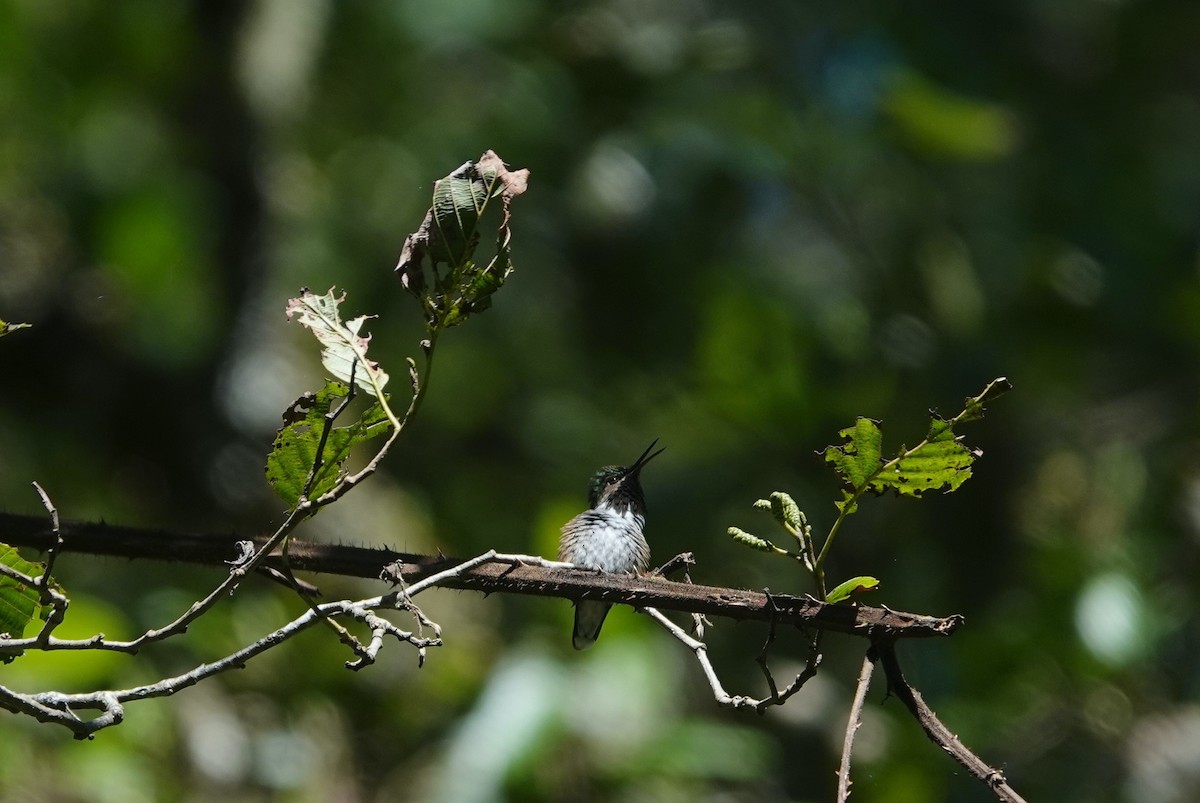 Bumblebee Hummingbird - ML645816999