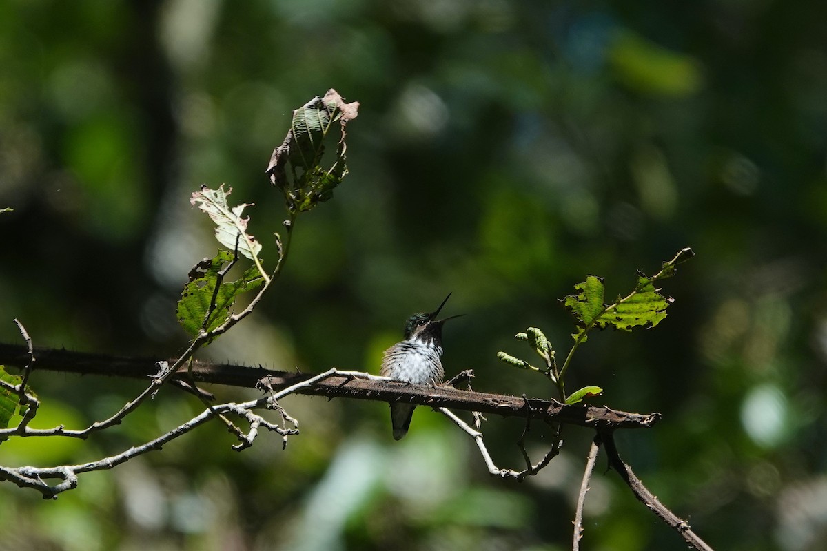 Bumblebee Hummingbird - ML645817000