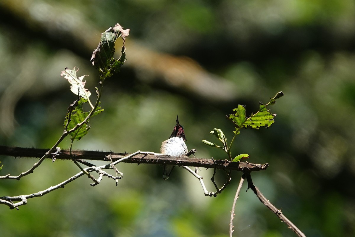Bumblebee Hummingbird - ML645817001