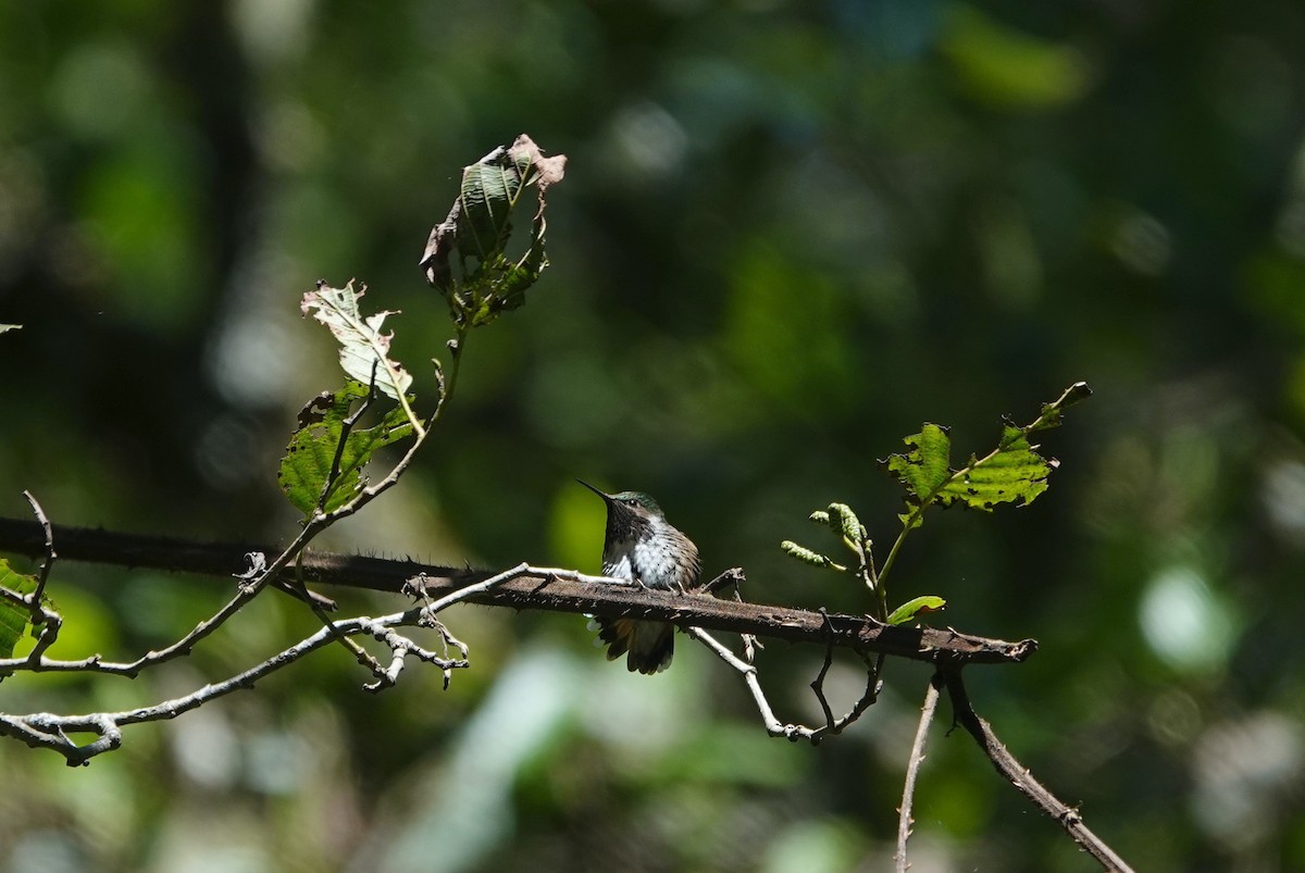 Bumblebee Hummingbird - ML645817002
