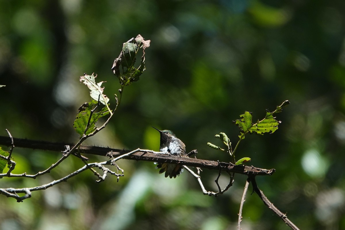 Bumblebee Hummingbird - ML645817003