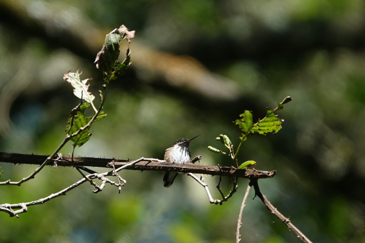 Bumblebee Hummingbird - ML645817004