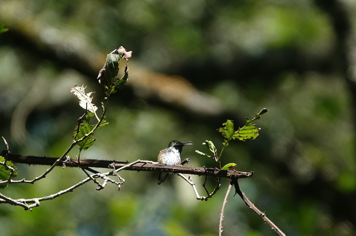 Bumblebee Hummingbird - ML645817005