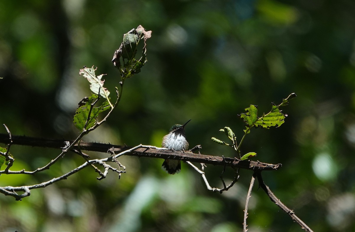 Bumblebee Hummingbird - ML645817006