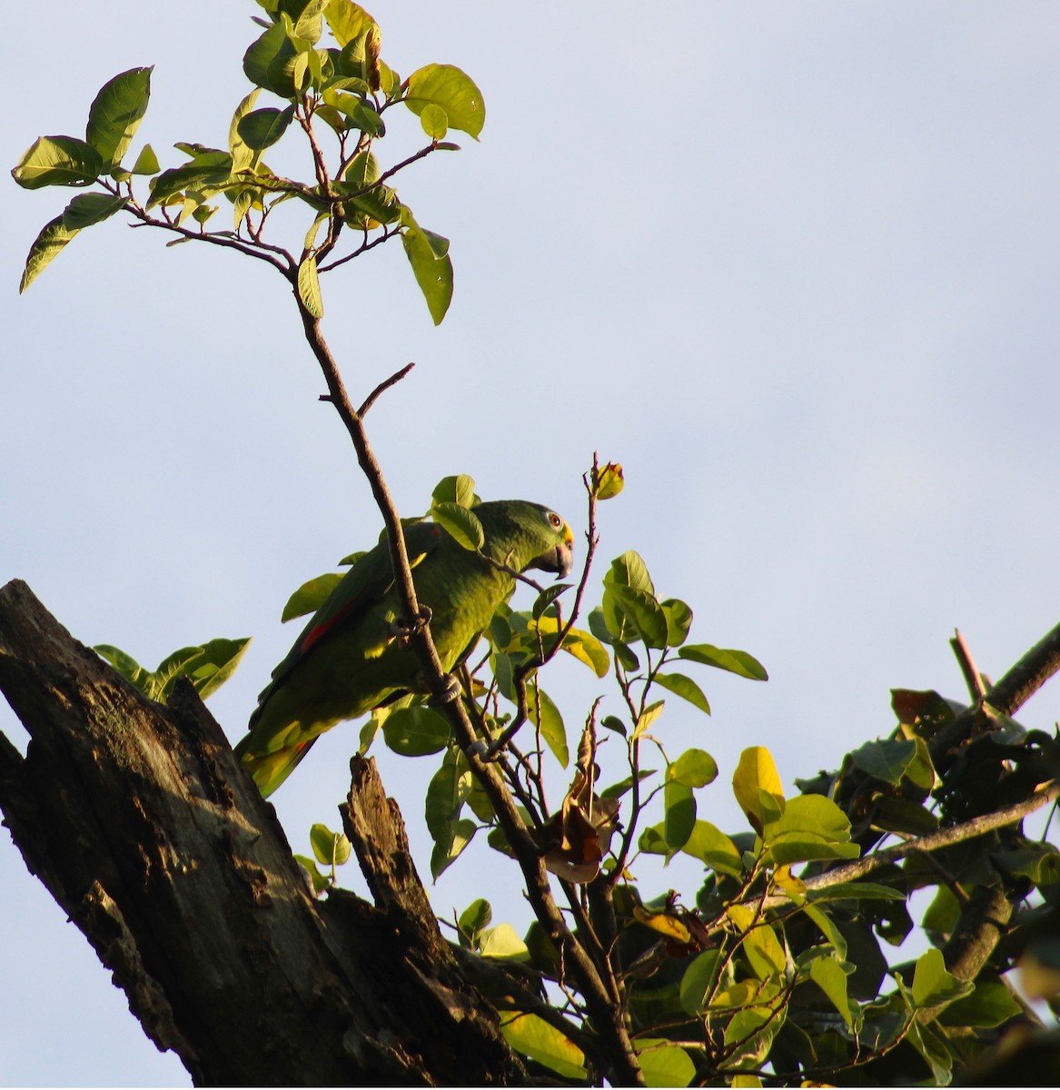 Yellow-crowned Amazon - ML645817010