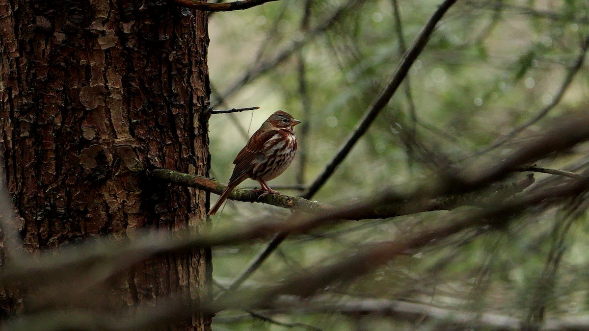 Fox Sparrow (Red) - ML645817012