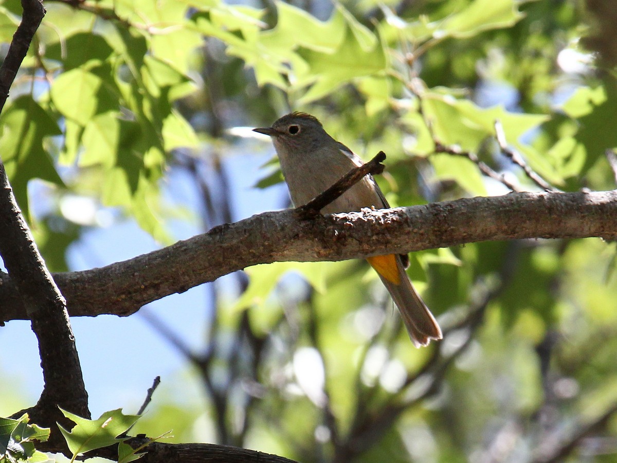 Colima Warbler - ML645817027