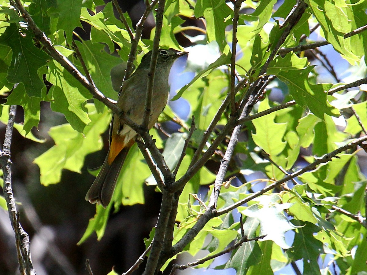Colima Warbler - ML645817031