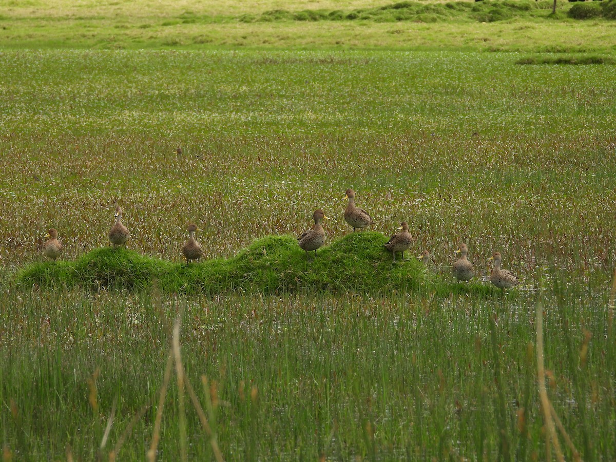 Yellow-billed Pintail - ML645817040