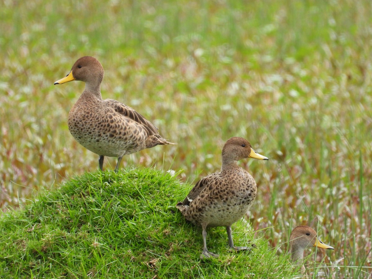 Yellow-billed Pintail - ML645817041