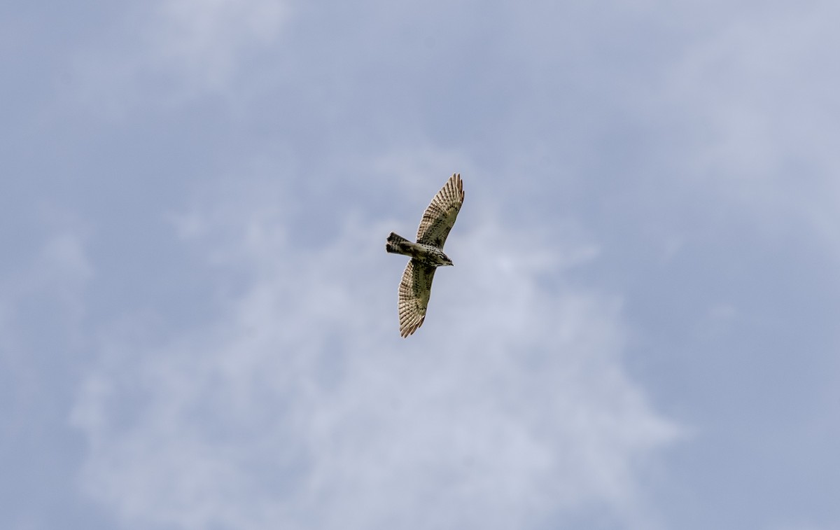 Канюк ширококрилий - ML645817046