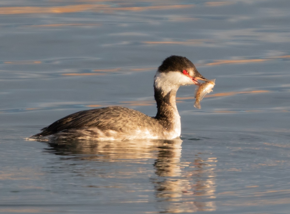 Txilinporta urrebelarria - ML645817050