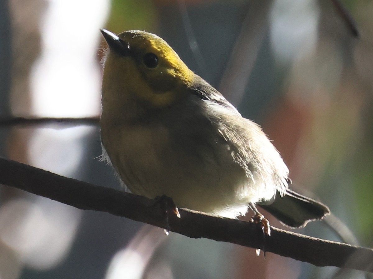 Paruline à tête jaune - ML645817057