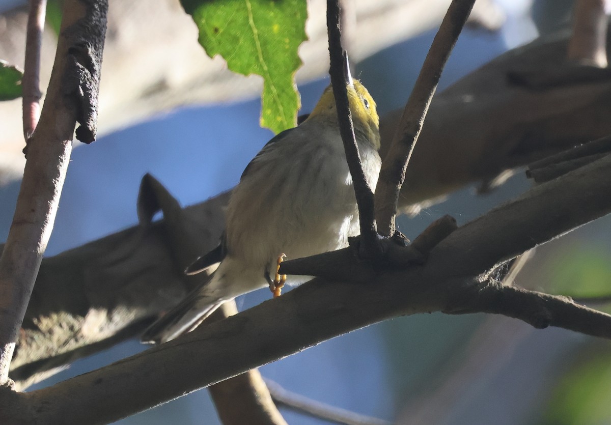 Paruline à tête jaune - ML645817058
