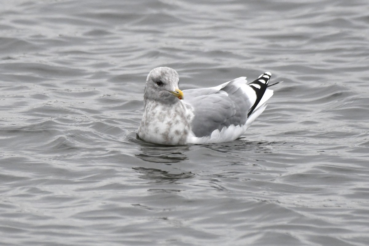Iceland Gull (Thayer's) - ML645817063