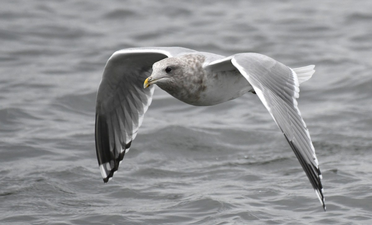 Iceland Gull (Thayer's) - ML645817064