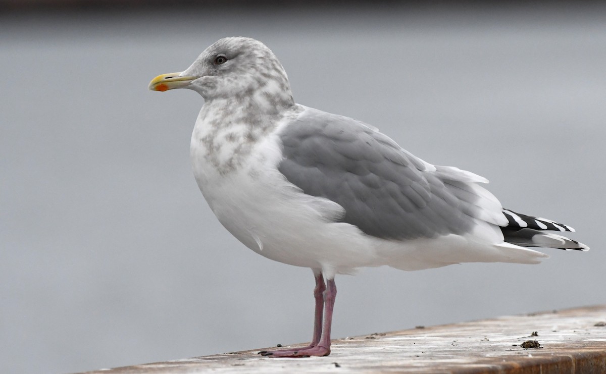 Iceland Gull (Thayer's) - ML645817065