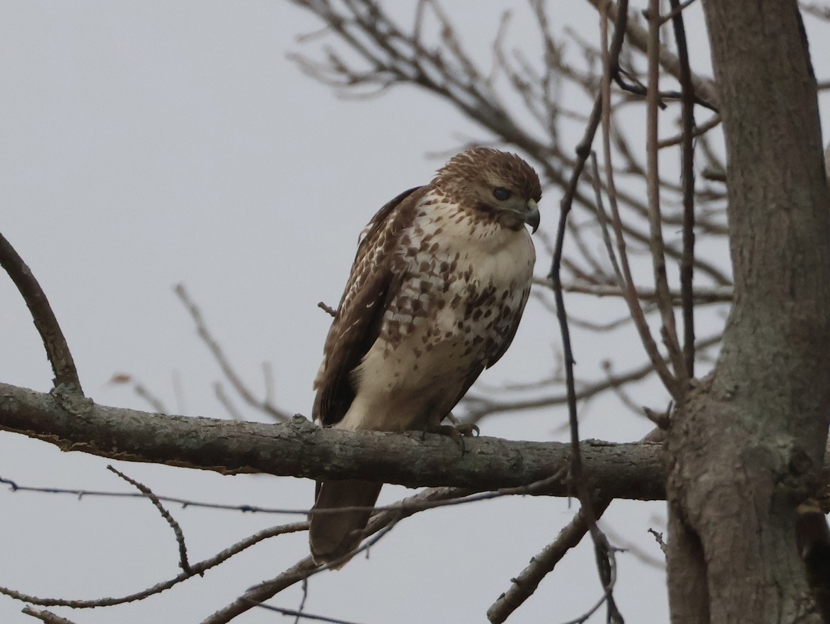 Red-tailed Hawk (borealis) - ML645817066