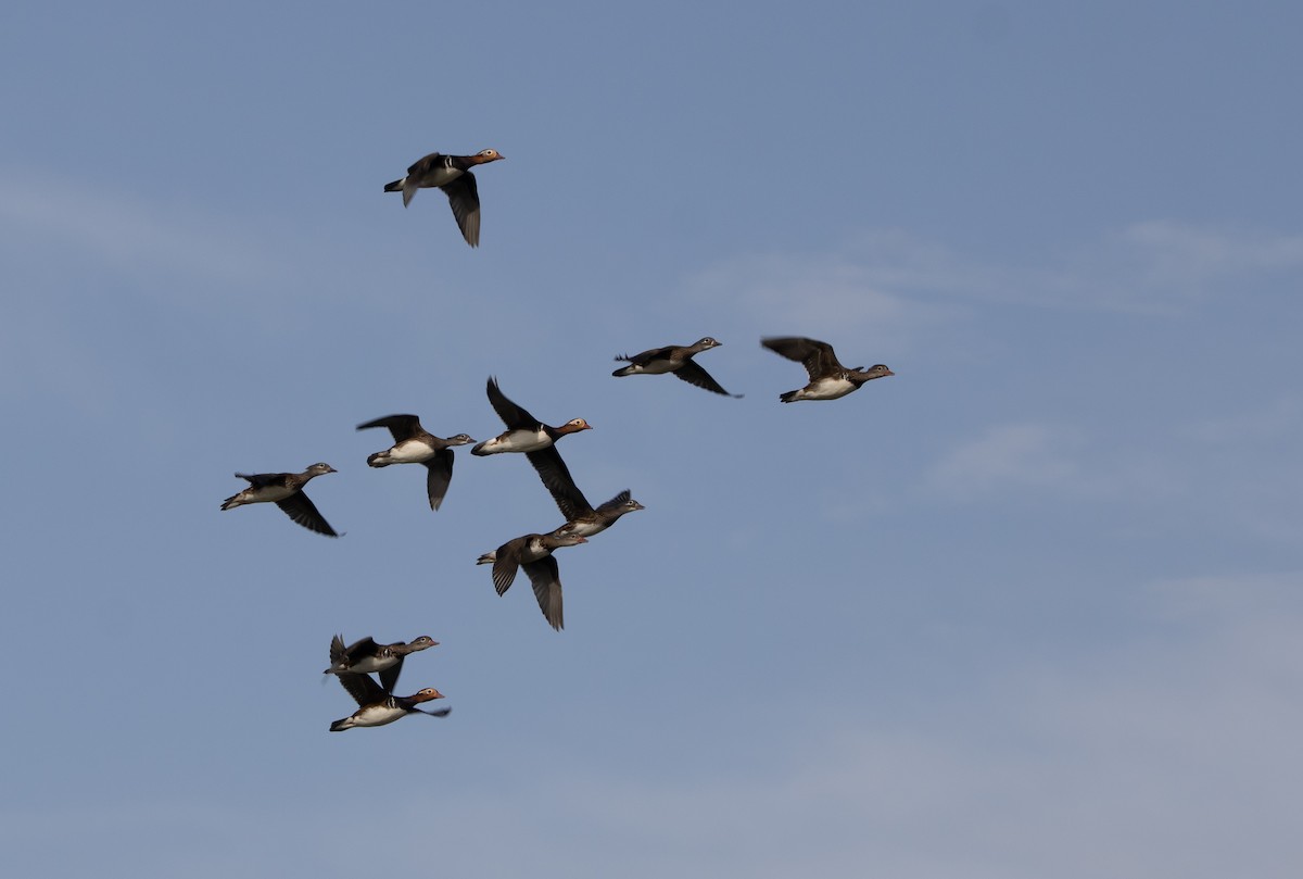 Mandarinente - ML645817072