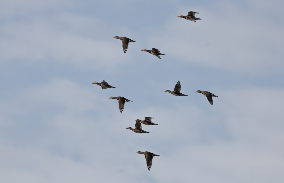 Mandarinente - ML645817073