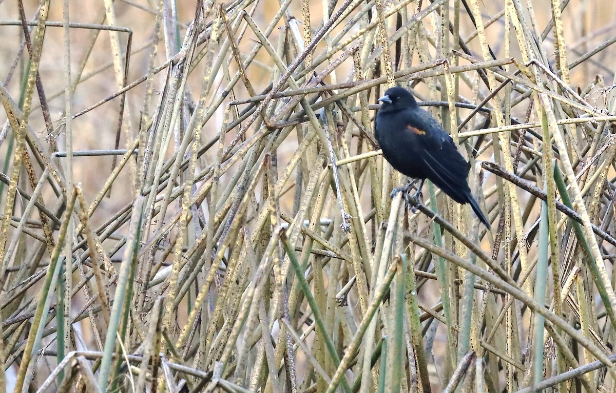 Red-winged Blackbird - ML645817077