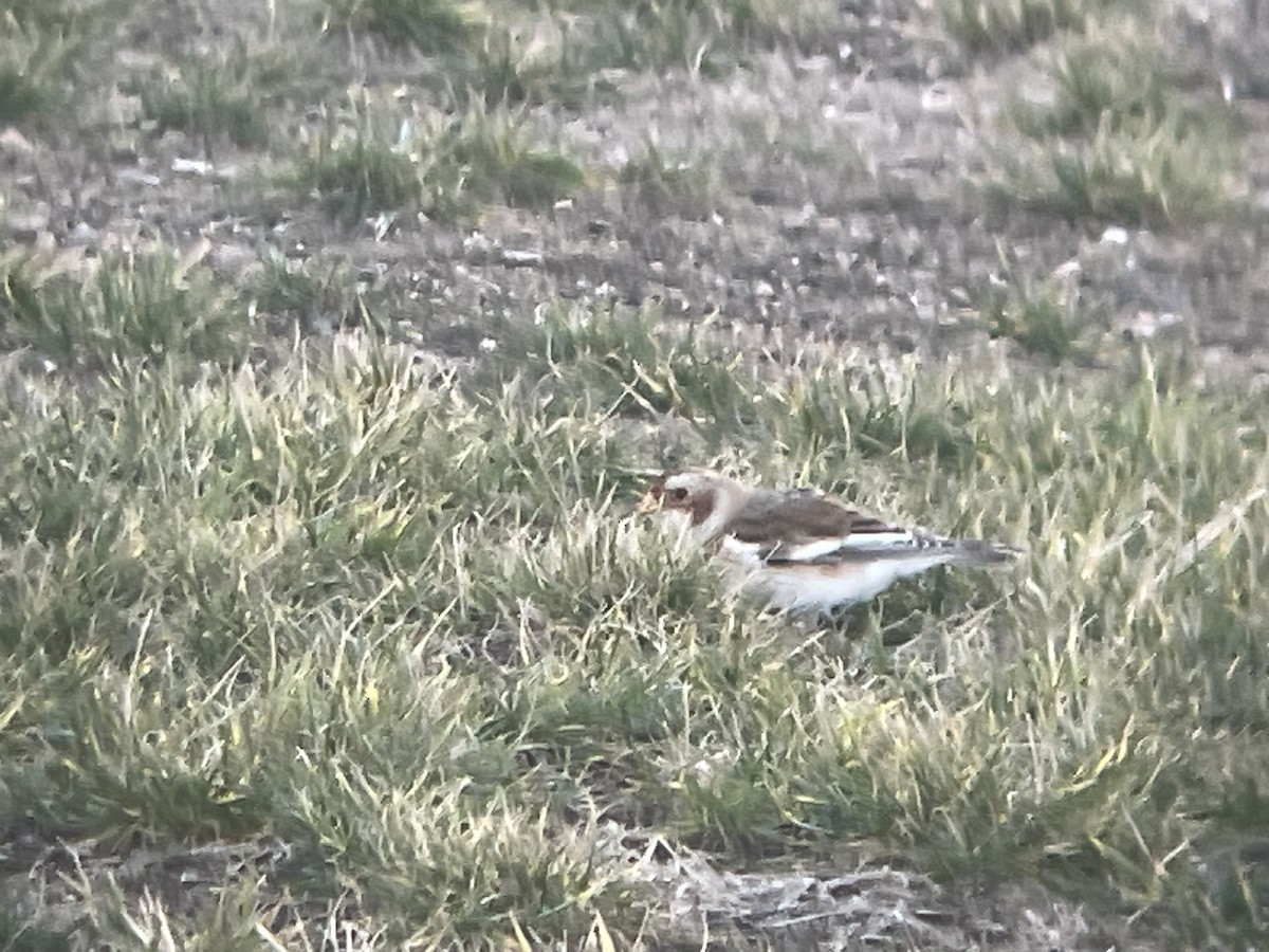 ユキホオジロ - ML645817093