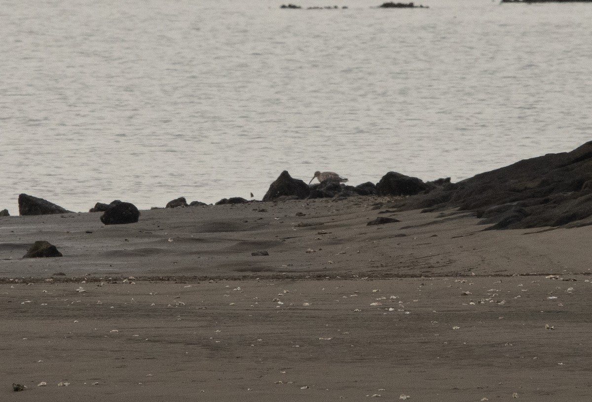 Eurasian Curlew - ML645817094