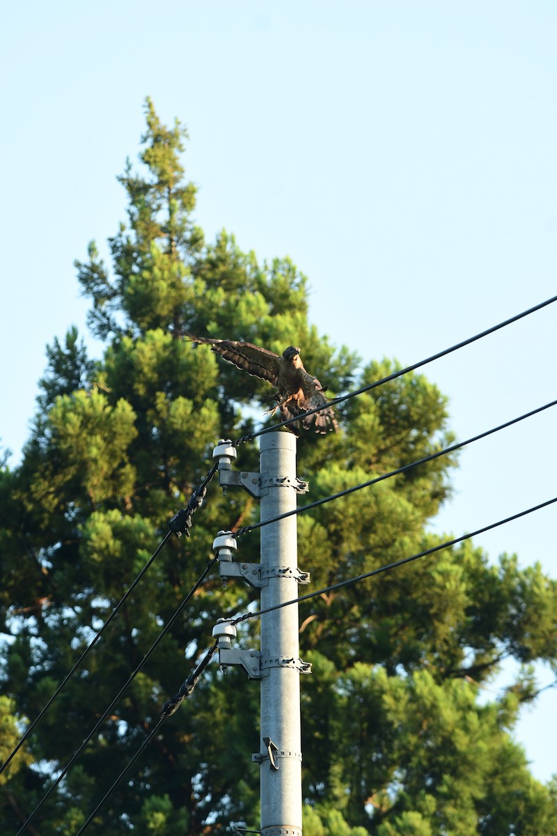 Oriental Honey-buzzard - ML645817095
