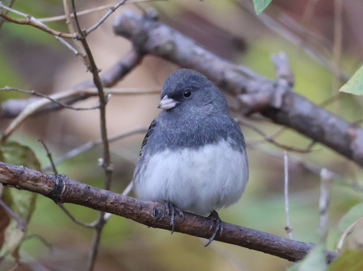 Dark-eyed Junco (Slate-colored) - ML645817105