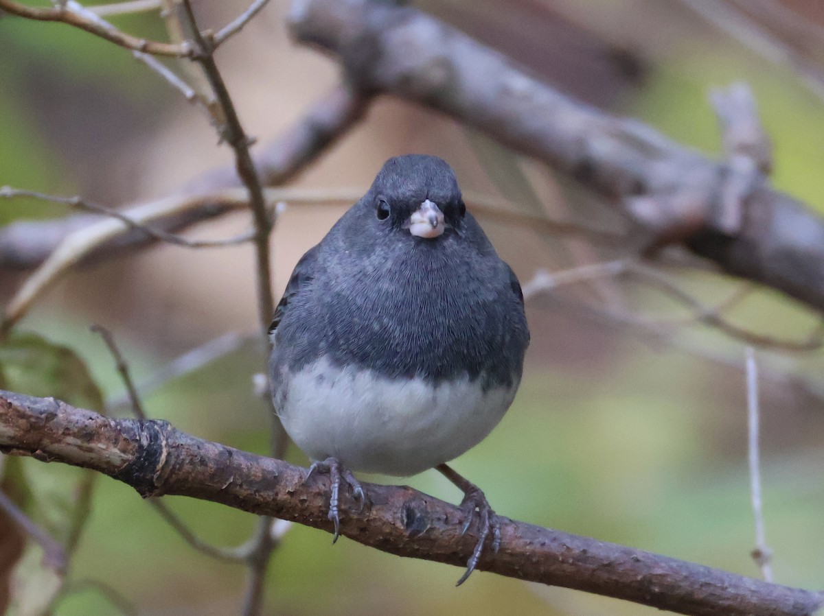 Dark-eyed Junco (Slate-colored) - ML645817106