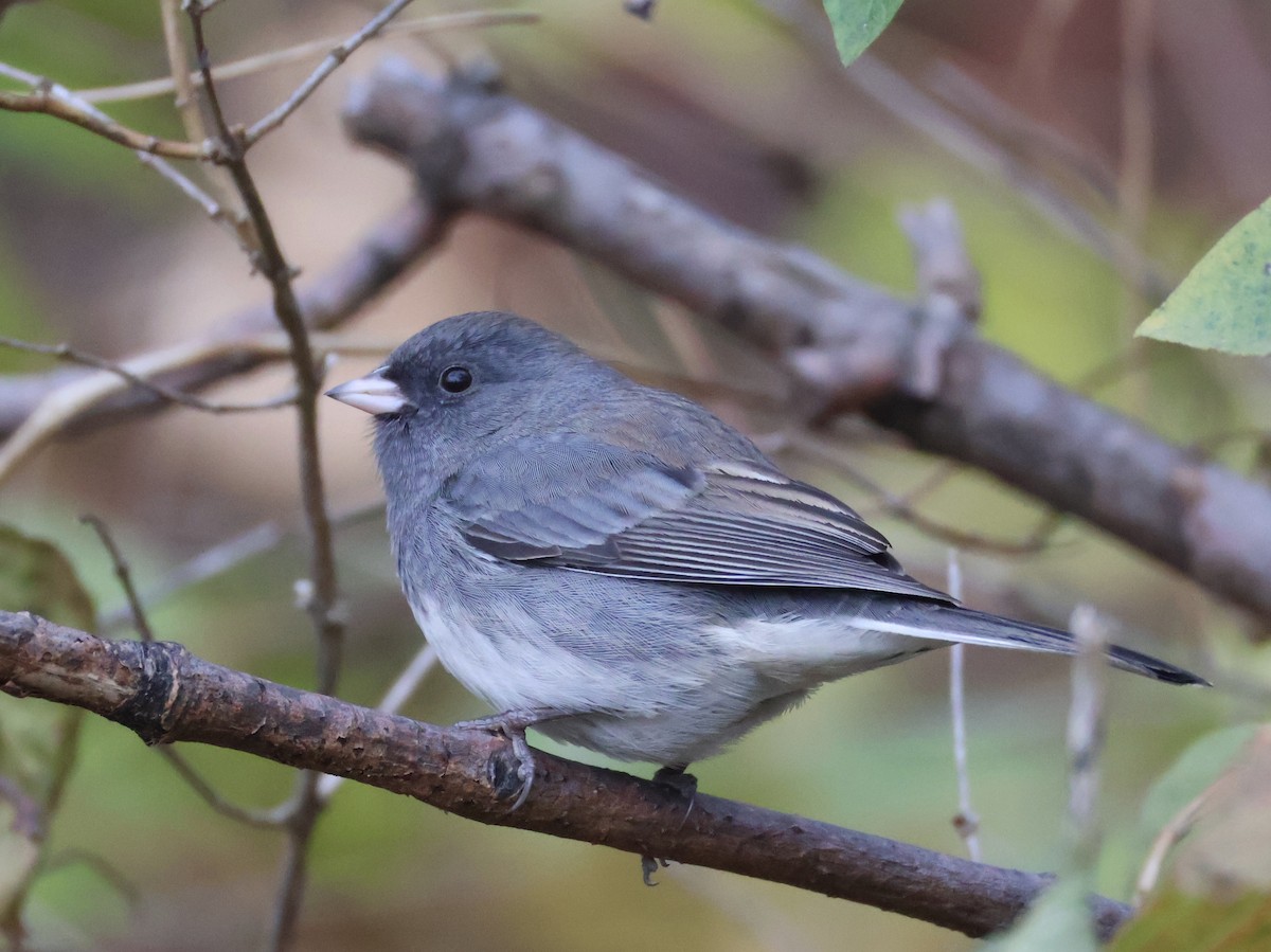 Dark-eyed Junco (Slate-colored) - ML645817107