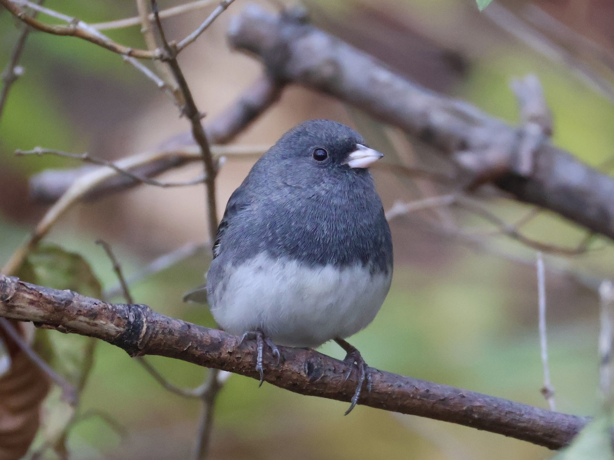 Dark-eyed Junco (Slate-colored) - ML645817108
