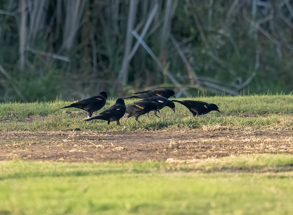 Tricolored Blackbird - ML645817110