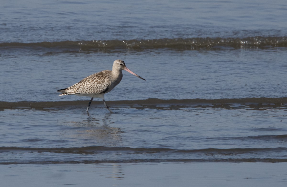 Bar-tailed Godwit (Siberian) - ML645817113