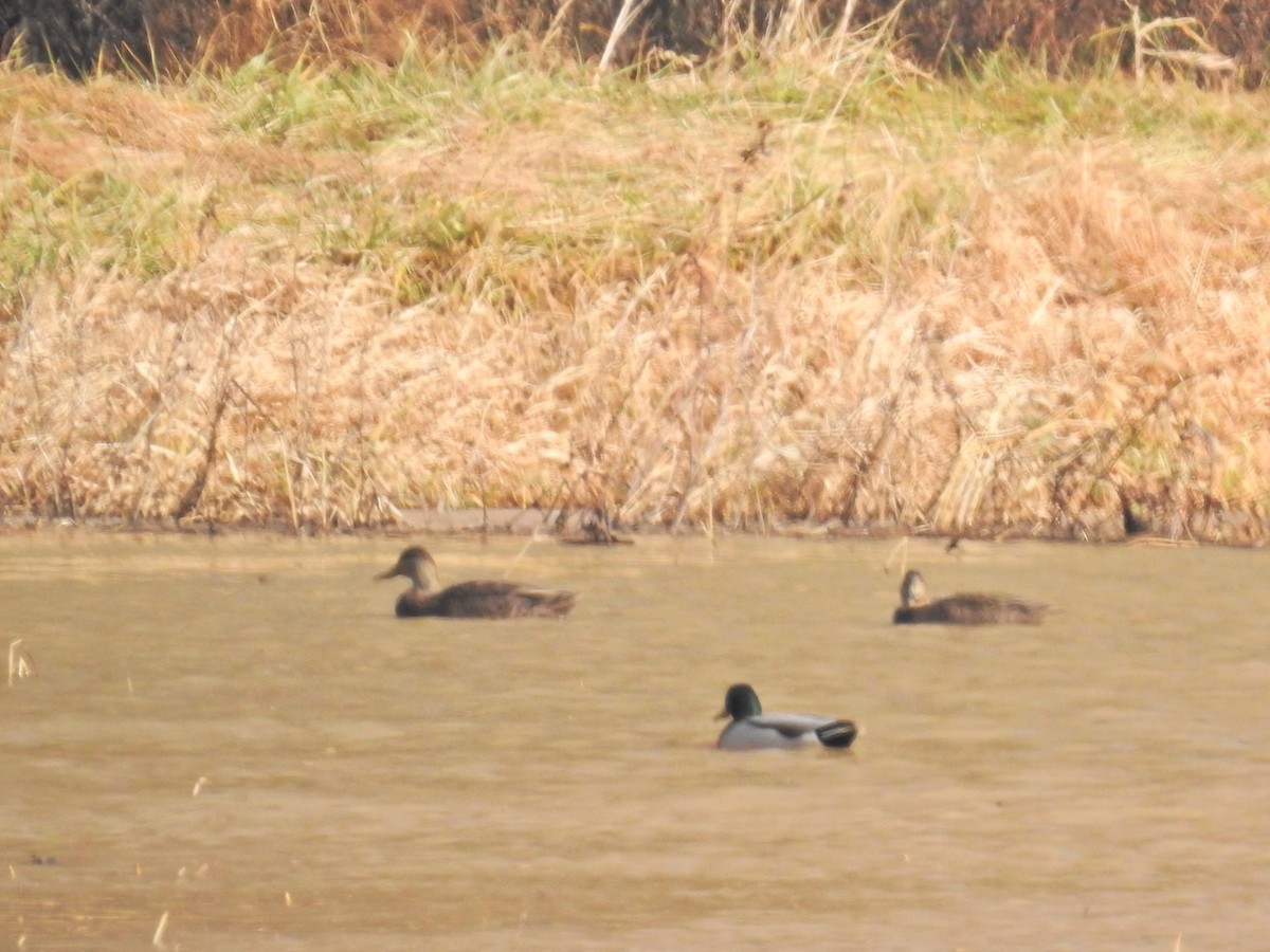 American Black Duck - ML645817118