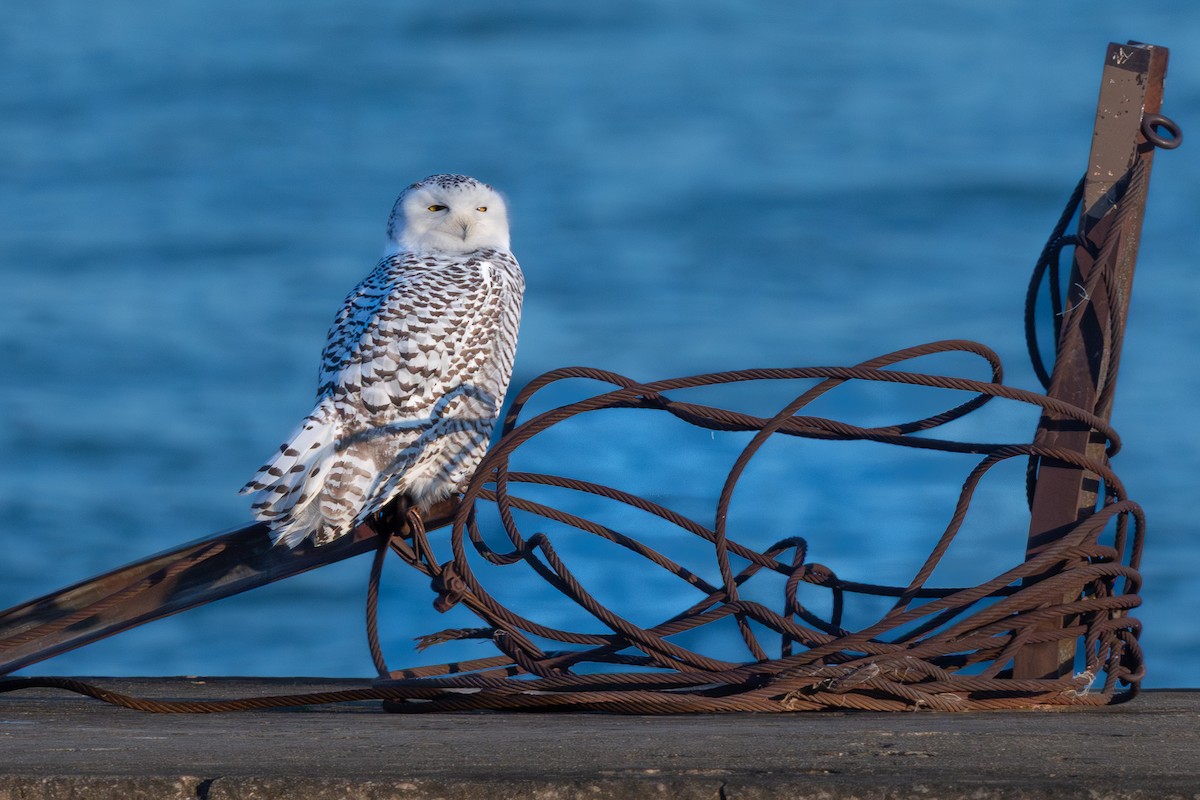 Snowy Owl - ML645817120