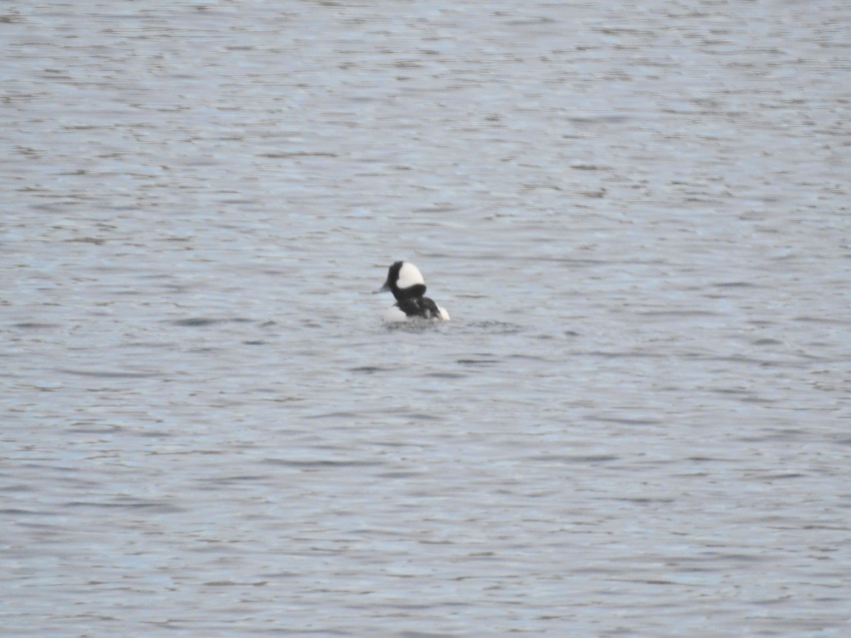 Bufflehead - ML645817142