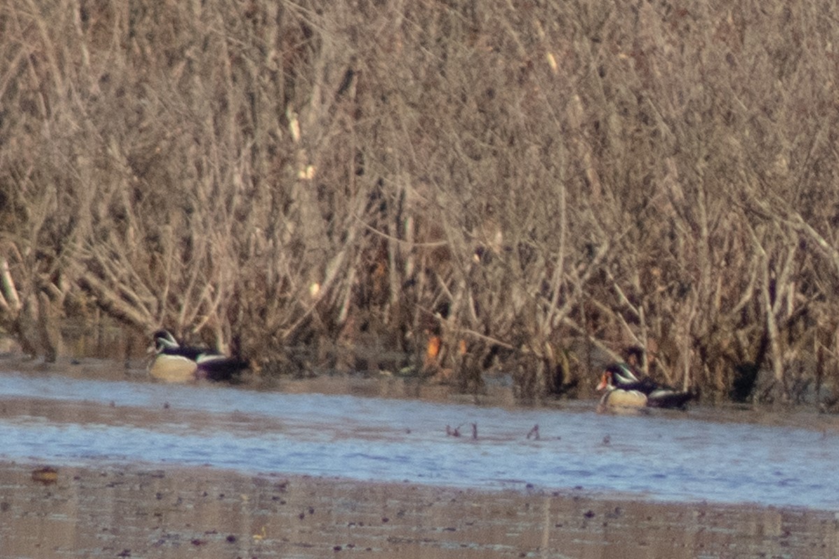 kachnička karolínská - ML645817147